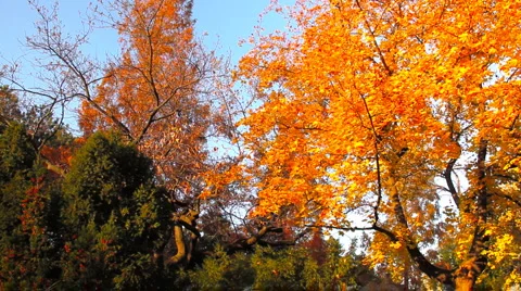 Fall 14 스톡 동영상 919641