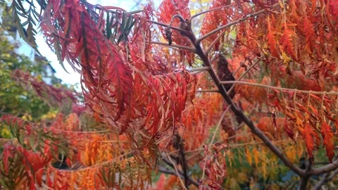 Fall 2 Stock Footage 221002104