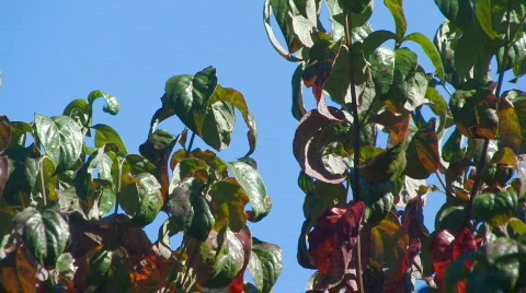 Fall 2 hdf Video stock 728400