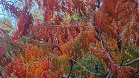Fall 3 Stock Footage 221002116