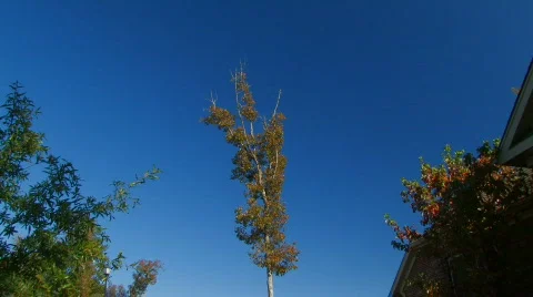 Fall 3 hdf Video stock 728453