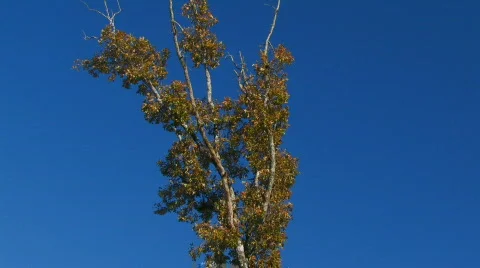 Fall 4 hdf Video stock 728604