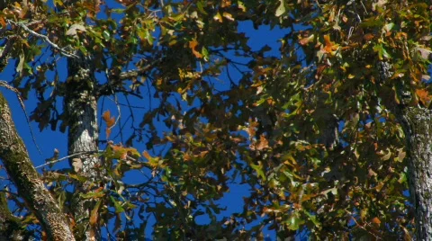 Fall 5 hdf 스톡 동영상 728634