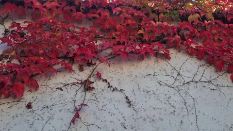 Fall 6 Stock Footage 221002132
