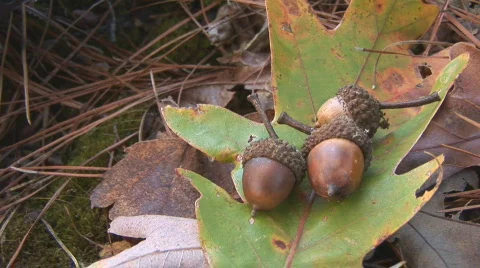 Fall Acorns Stock Footage 856161