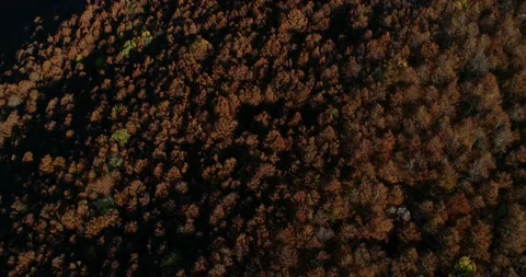 Fall aerial shots over the beech forest at Monte Terminillo, in  Italy. Stock-Footage 164090950