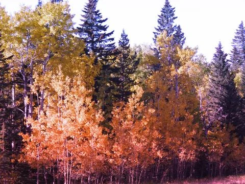 Fall in Alberta - Rocky Mountains Fall Foliage in all its glory Stock-Fotos