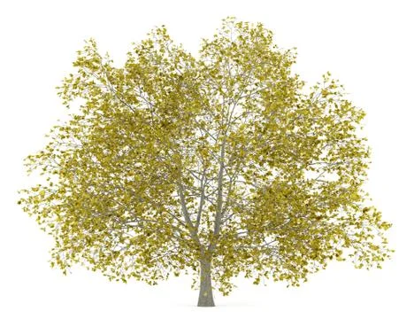 Fall american beech tree isolated on white background Stock Illustration