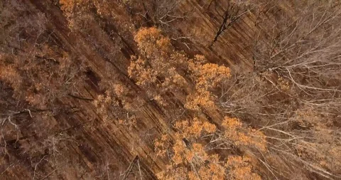 Fall and Forest Video stock 97888531