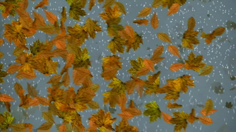 Fall and snowfall motion background pi1016E Stock Footage 563128