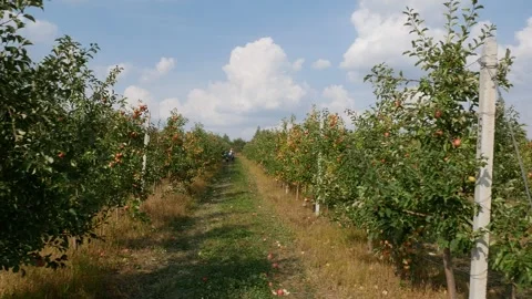 Fall apple harvest. Growing apples. Apple garden. Ukrainian apples. Stock Footage 250400971