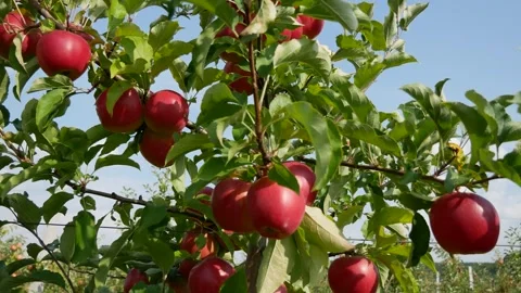 Fall apple harvest. Growing apples. Apple garden. Ukrainian apples. Stock Footage 250401369