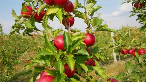 Fall apple harvest. Growing apples. Apple garden. Ukrainian apples. Stock Footage 250401511