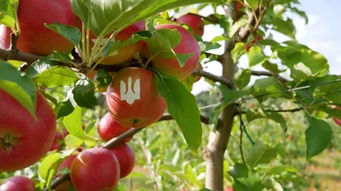 Fall apple harvest. Growing apples. Apple garden. Ukrainian apples. Stock Footage 250401688