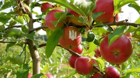 Fall apple harvest. Growing apples. Apple garden. Ukrainian apples. Stock Footage 250401769