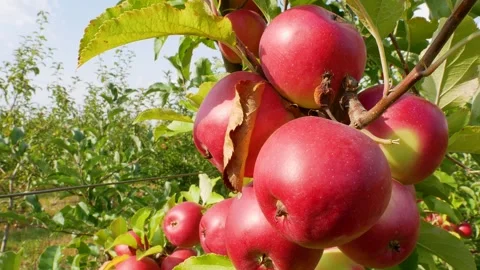 Fall apple harvest. Growing apples. Apple garden. Ukrainian apples. Stock Footage 250401814