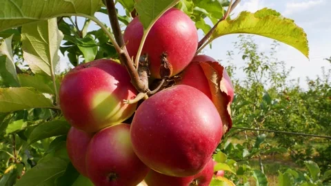 Fall apple harvest. Growing apples. Apple garden. Ukrainian apples. Stock Footage 250401819