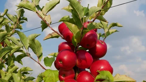 Fall apple harvest. Growing apples. Apple garden. Ukrainian apples. Stock Footage 250401879