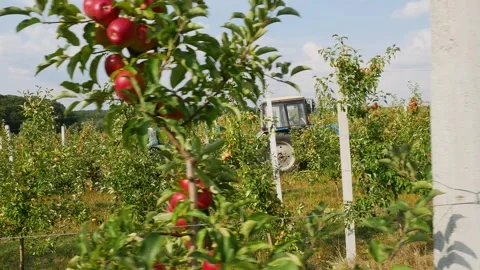 Fall apple harvest. Growing apples. Apple garden. Ukrainian apples. Stock Footage 250401961