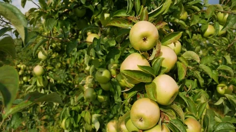 Fall apple harvest. Growing apples. Apple garden. Ukrainian apples. Video stock 250402484
