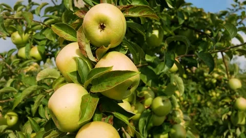 Fall apple harvest. Growing apples. Apple garden. Ukrainian apples. Stock Footage 250402508