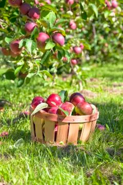 Fall apple harvest Stock Photos