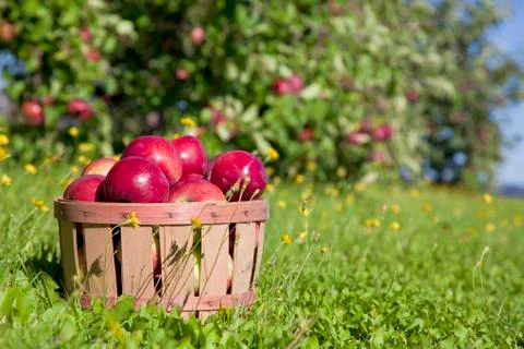 Fall apple harvest Stock Photos
