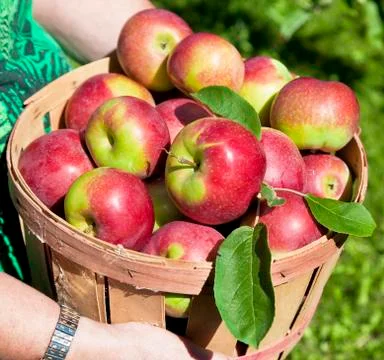 Fall apple harvest Stock Photos