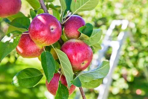 Fall apple harvest Stock Photos