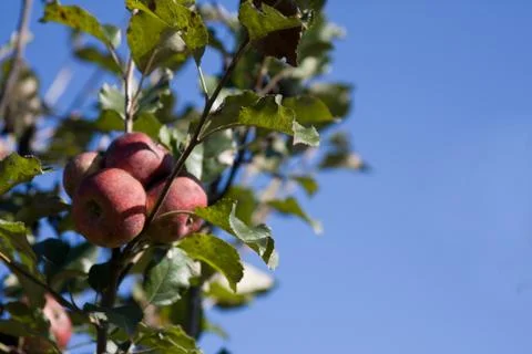 Fall apples fresh on the tree Stock Photos