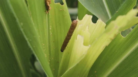 Fall armyworm (Spodoptera frugiperda) on corn leaves Stock Footage 261049529