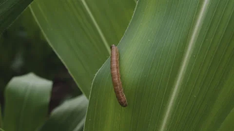 Fall armyworm (Spodoptera frugiperda) on corn leaves Stock Footage 263238999