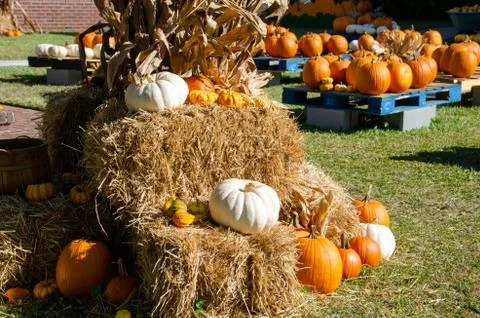 Fall arrangement of Pumpkins and hay bales Stock Photos