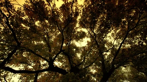 Fall ARTCOLORED 04 Stock Footage 909369