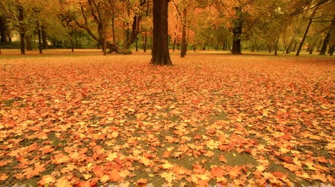 Fall ARTCOLORED 05 Stock-Footage 909461