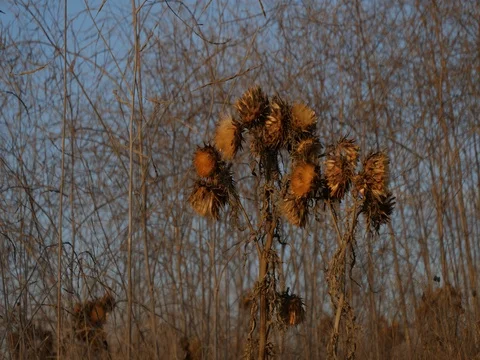 Fall Artichokes dried Stock Footage