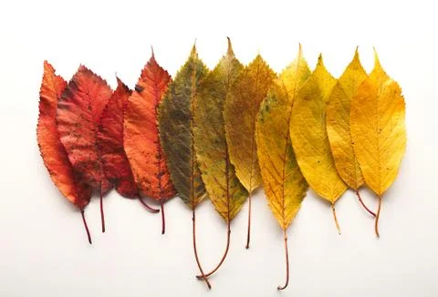 Fall ash leaves pattern isolated on white background Foto stock