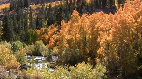 Fall aspen and mountain stream Stock Footage 926429