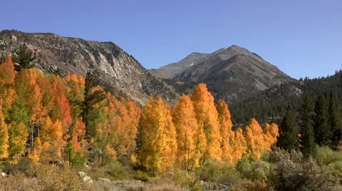 Fall aspen and mountains Stock Footage 924020