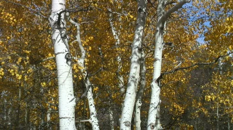 Fall aspen (closeup) Stock Footage 555207