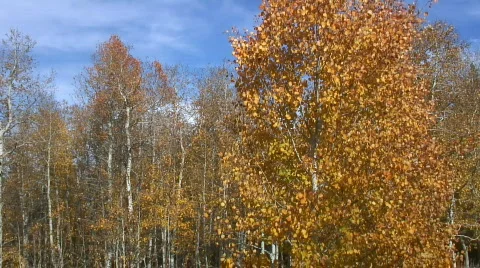 Fall aspen Stock Footage 551561