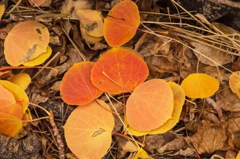 Fall aspen leaves Stock Photos