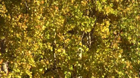 Fall Aspen Leaves in the Wind Vidéo 30686166