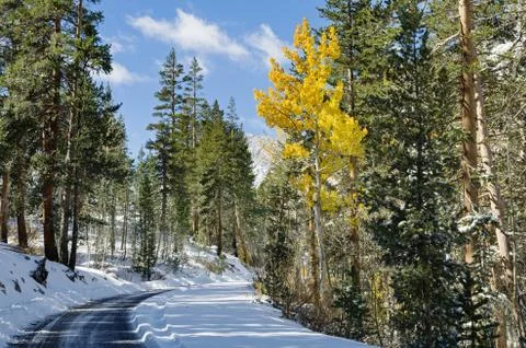 Fall aspen tree Stock Photos
