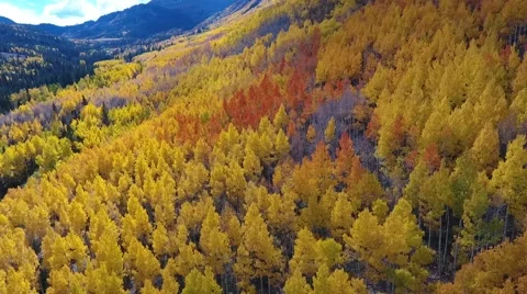 Fall Aspen Trees 10 Stock Footage 68449694