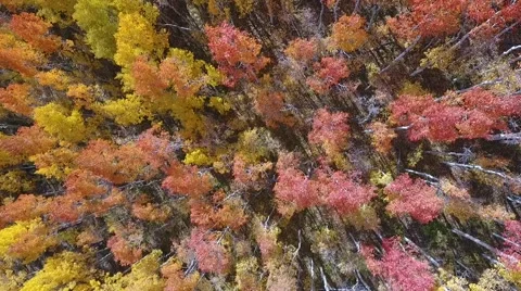 Fall Aspen Trees 11 Stock Footage 68449633