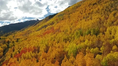 Fall Aspen Trees 12 Stock Footage 68449615