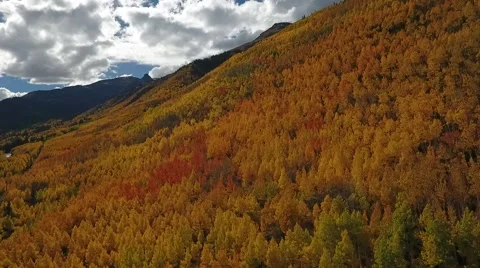 Fall Aspen Trees 13 Stock Footage 68449606