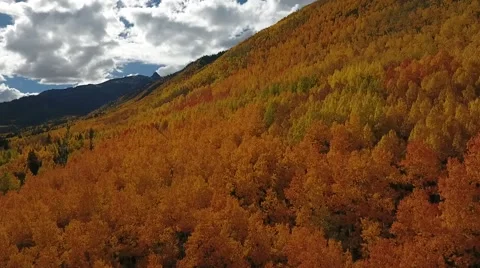 Fall Aspen Trees 15 Stock Footage