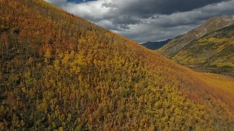 Fall Aspen Trees 16 Stock Footage 68449589